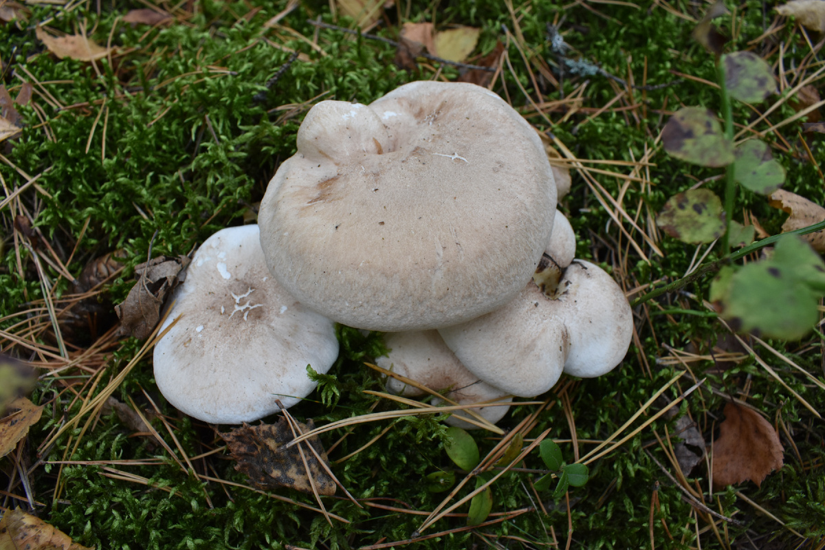 Съедобный или ядовитый гриб? Особенности грибной культуры в разных странах