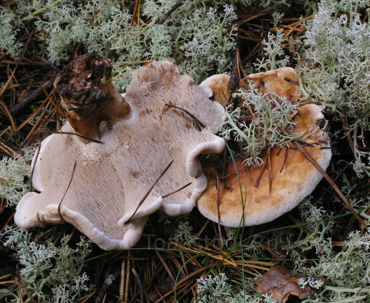 Зерномицелий ежовика гребенчатого