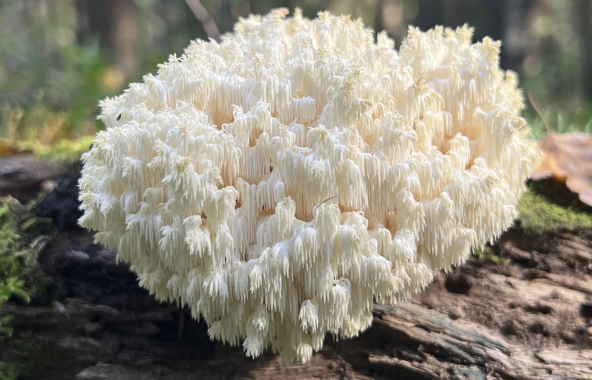 Готовим гриб майтаке