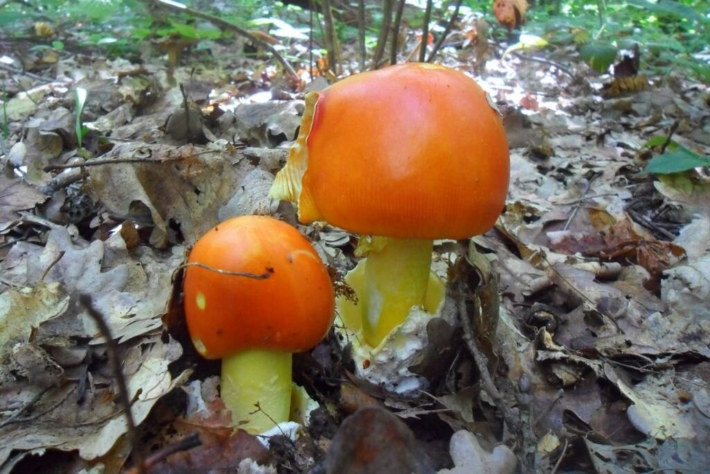 Где найти Красный Мухомор  Amanita Muscaria 