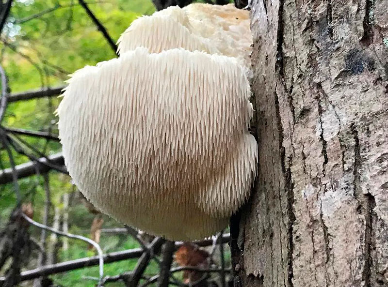 Ежовик и Мухомор – уникальное сочетание