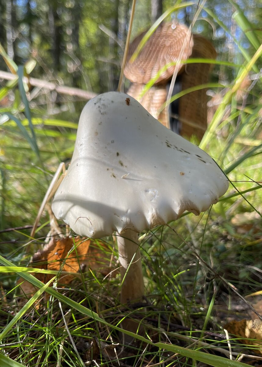 Различные стадии развития красного мухомора - Amanita Muscaria