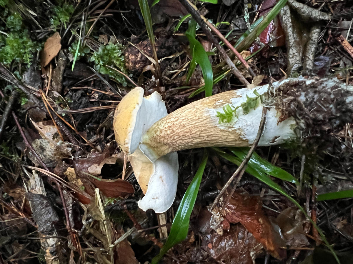 Самые распространенные грибы в мире – самые невкусные?