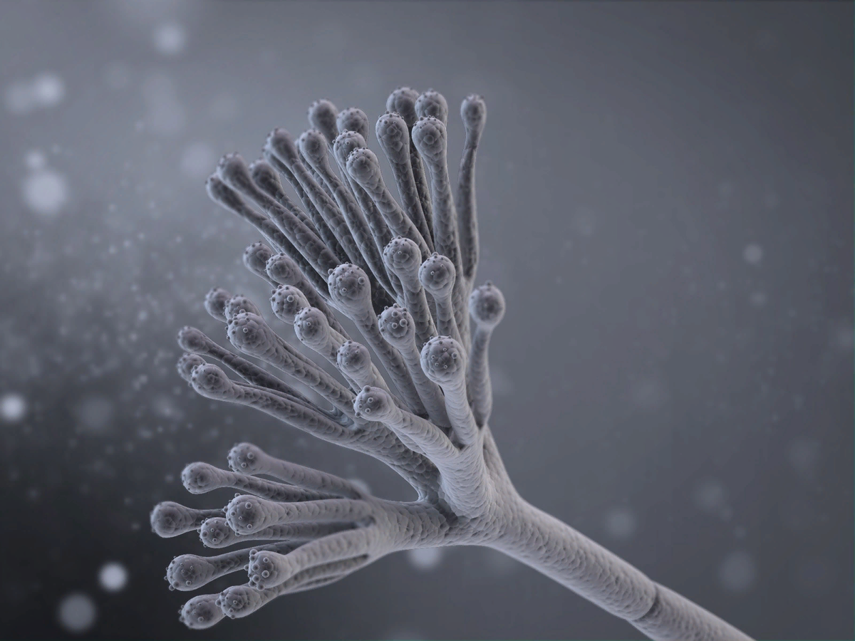 Грибное мясо – альтернатива или выход?