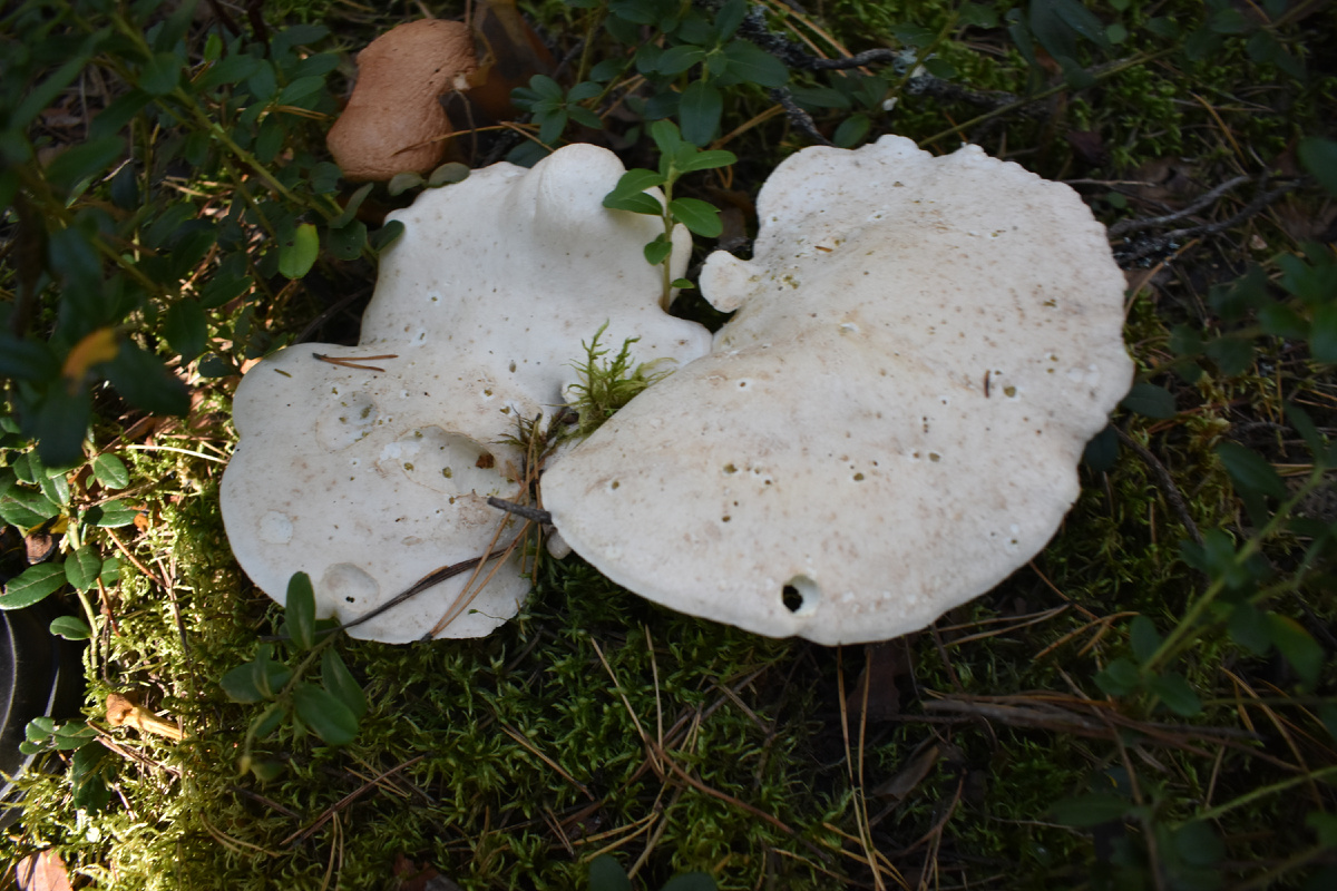 Съедобный или ядовитый гриб? Особенности грибной культуры в разных странах