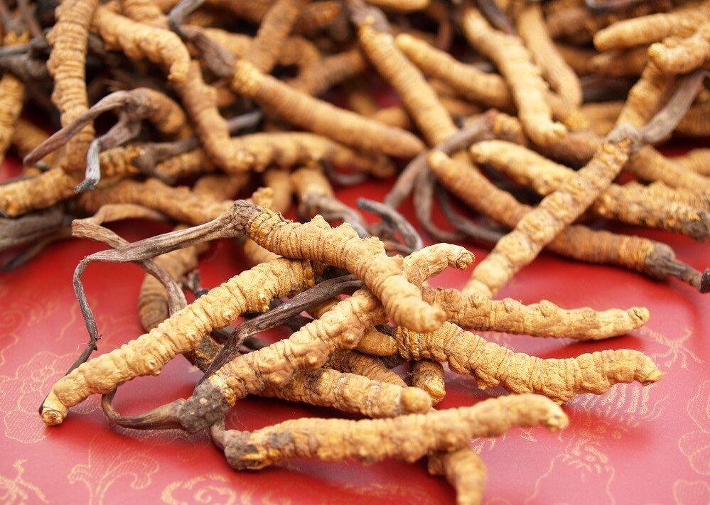 Грибы в космосе – зачем это нужно?