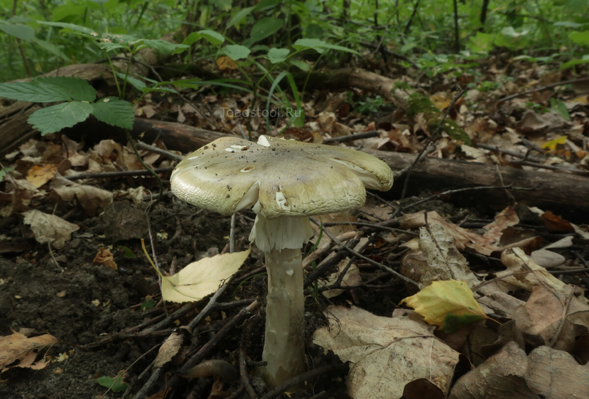 Топ-7 самых необычных грибов