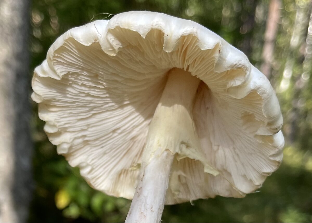 Различные стадии развития красного мухомора - Amanita Muscaria