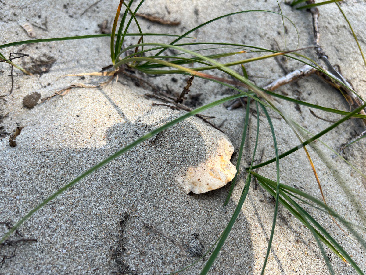 Самые распространенные грибы в мире – самые невкусные?