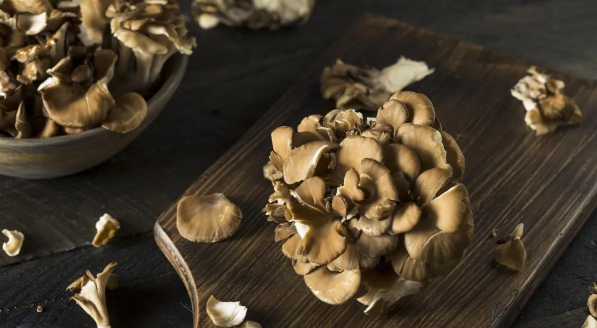 Обзор состава и полезных свойств гриба Мейтаке