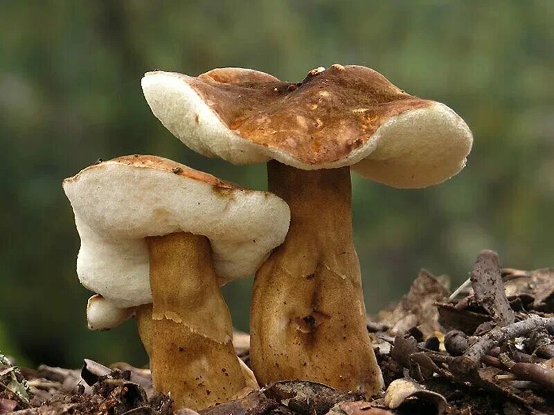 Самые распространенные грибы в мире – самые невкусные?