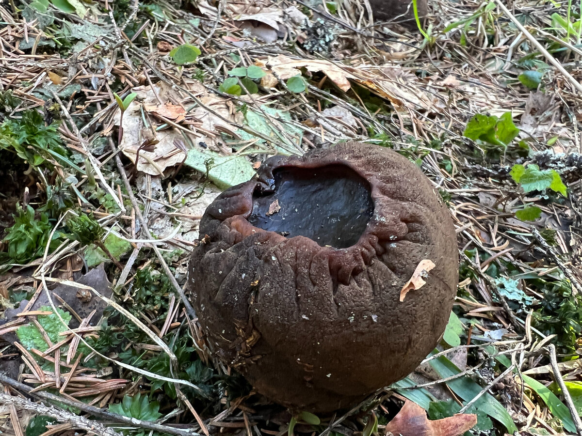 Как правильно собирать и сушить чагу