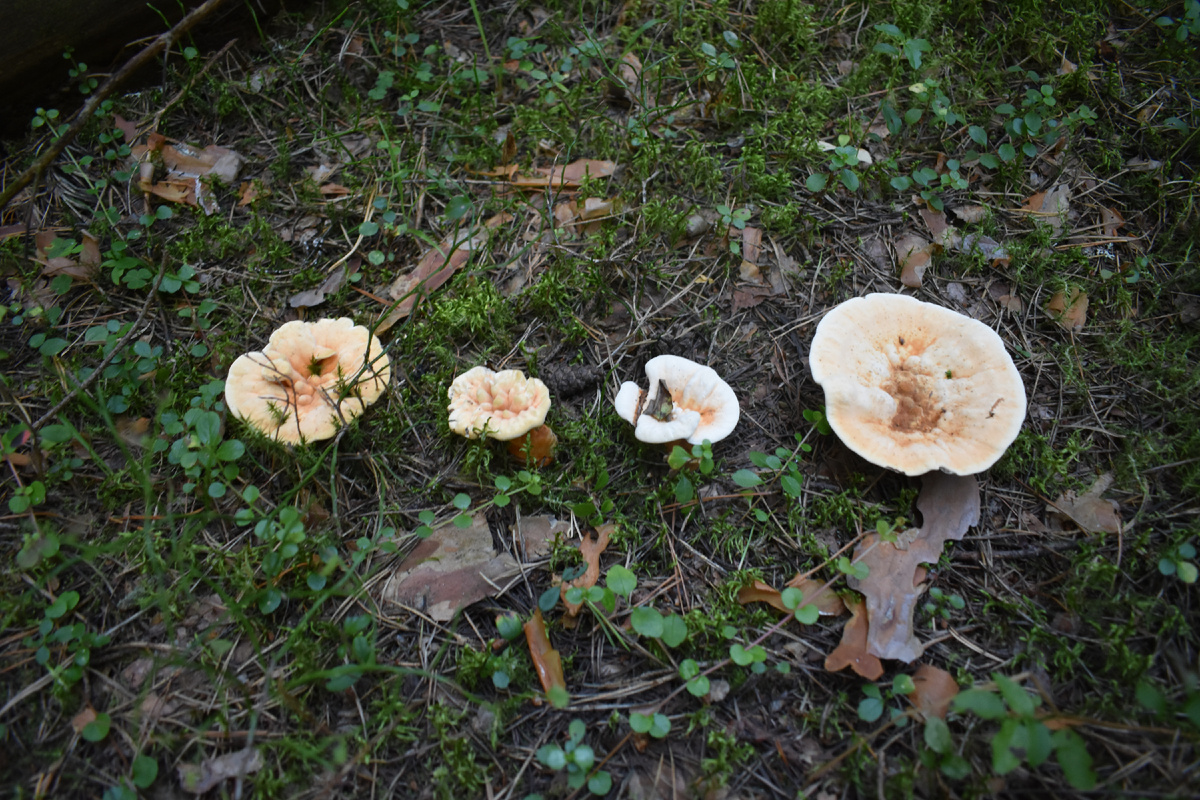 Съедобный или ядовитый гриб? Особенности грибной культуры в разных странах