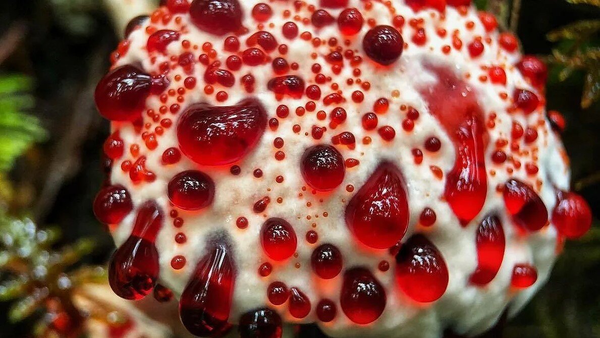 Топ-7 самых необычных грибов