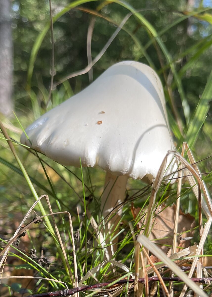 Различные стадии развития красного мухомора - Amanita Muscaria