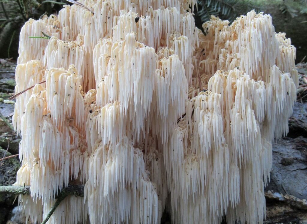 Готовим гриб майтаке