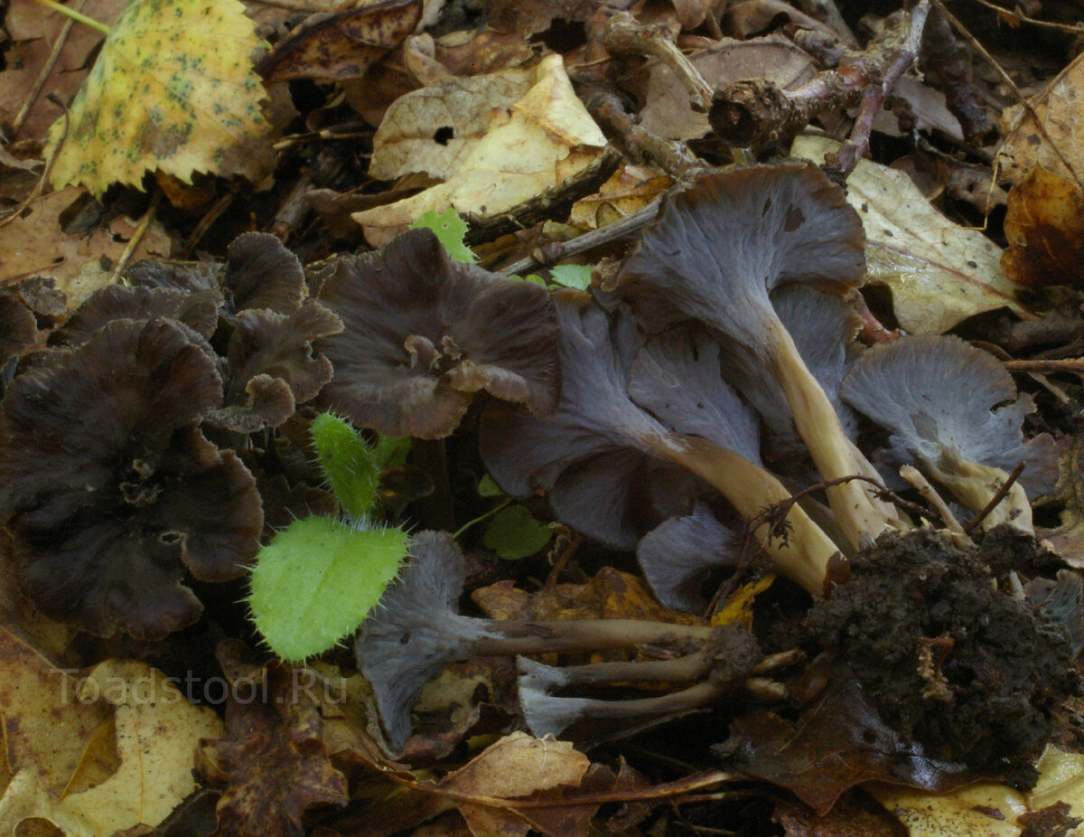 Лисички – не только вкусно, но и полезно!