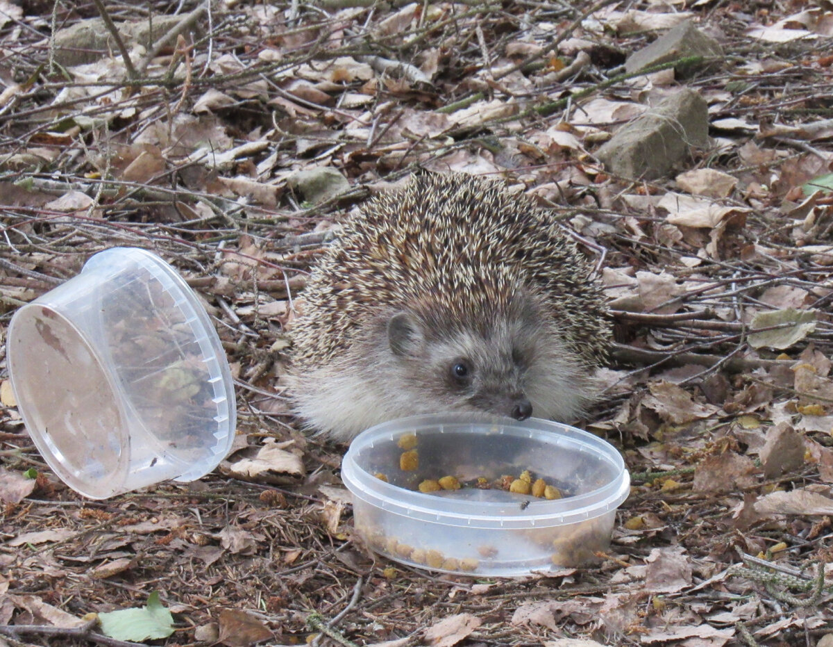 Зерномицелий ежовика гребенчатого