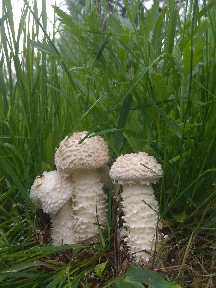 Где найти Красный Мухомор  Amanita Muscaria 