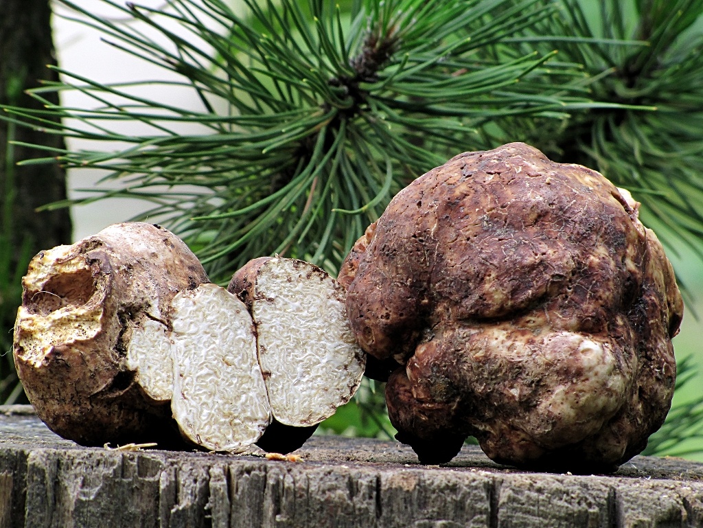 Грибы-хищники – на кого охотятся такие безобидные создания