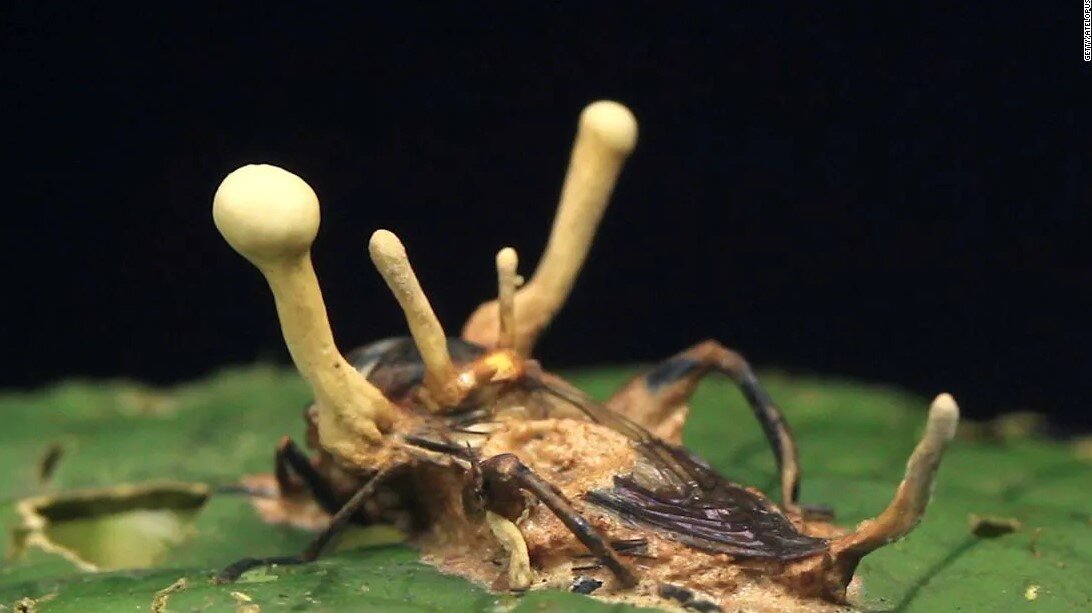 Грибы-хищники – на кого охотятся такие безобидные создания