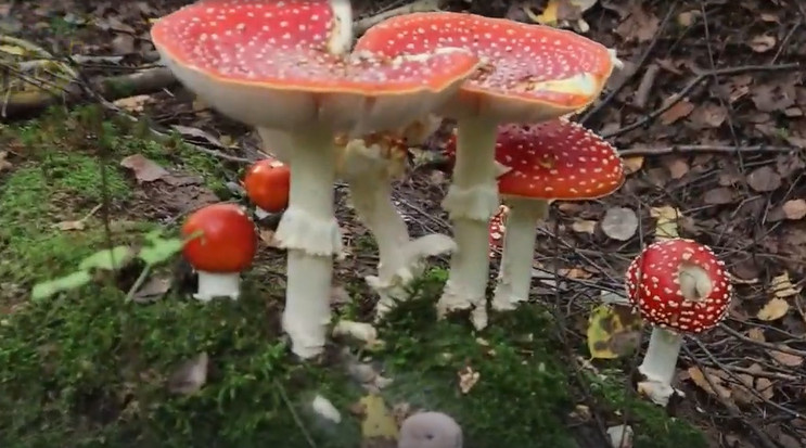 Что будет если съесть мухомор