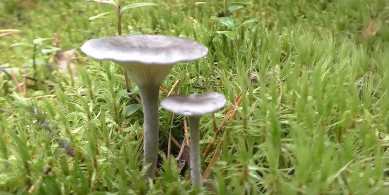 Лисичка Горбатая: фото и описание гриба