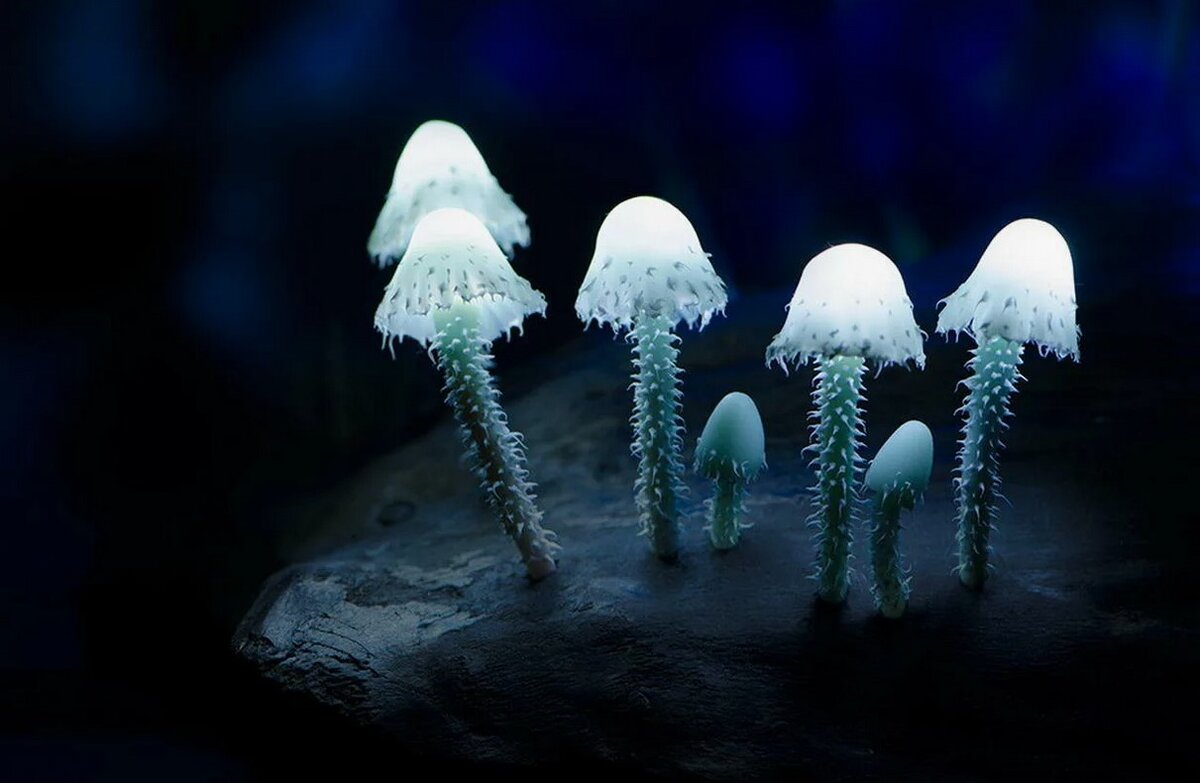 Топ-7 самых необычных грибов