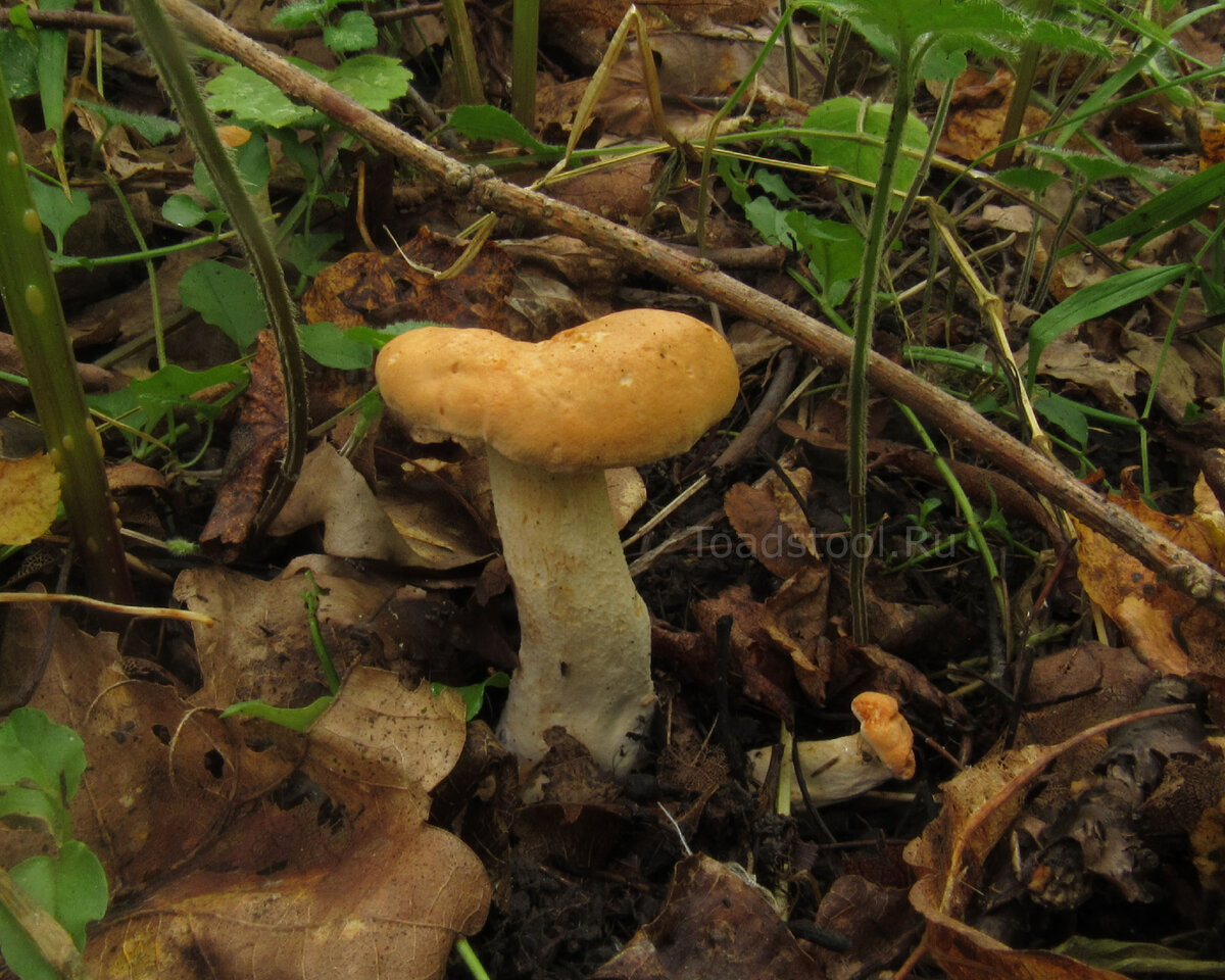 Лисички – не только вкусно, но и полезно!