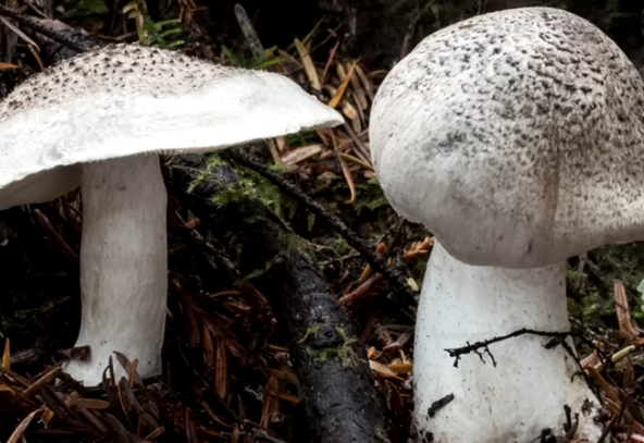 Гриб Головач продолговатый: фото, описание