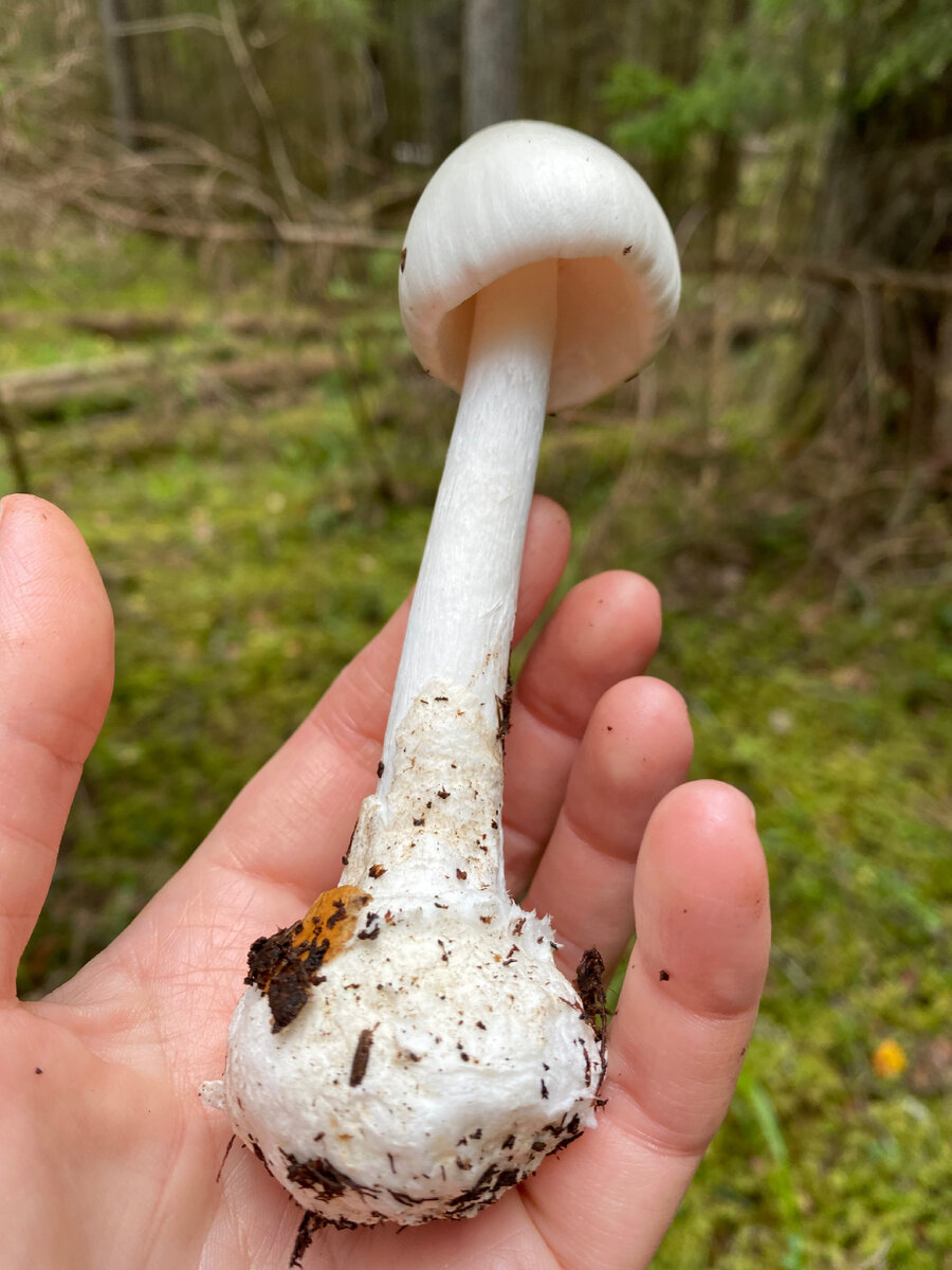 Различные стадии развития красного мухомора - Amanita Muscaria