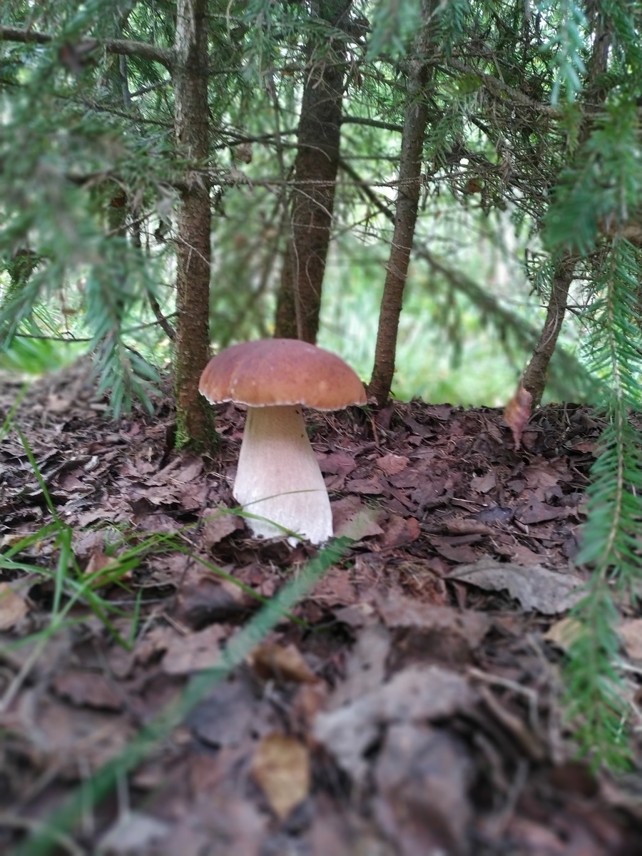 Грибы в космосе – зачем это нужно?