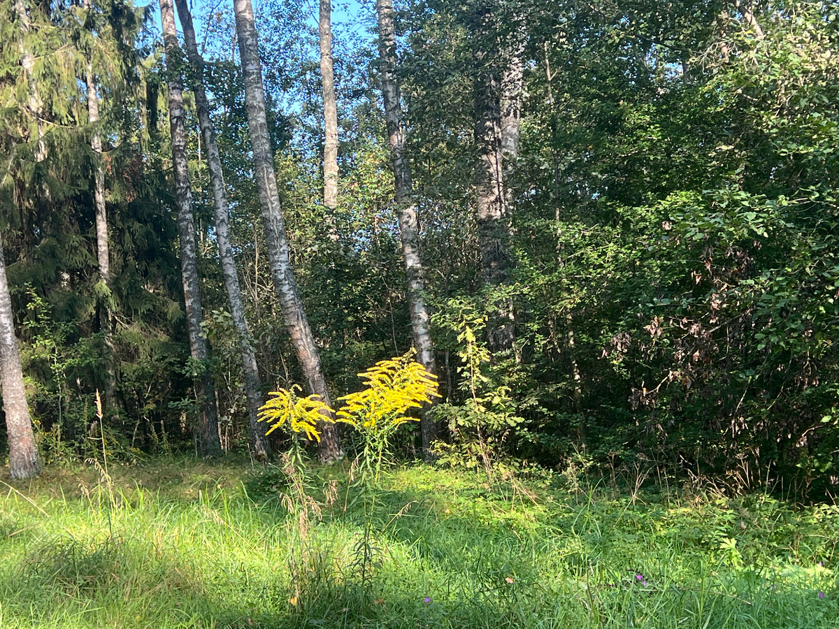 Готовим гриб майтаке