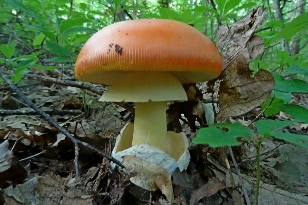 Мухомор не токсичен?! Результаты исследований