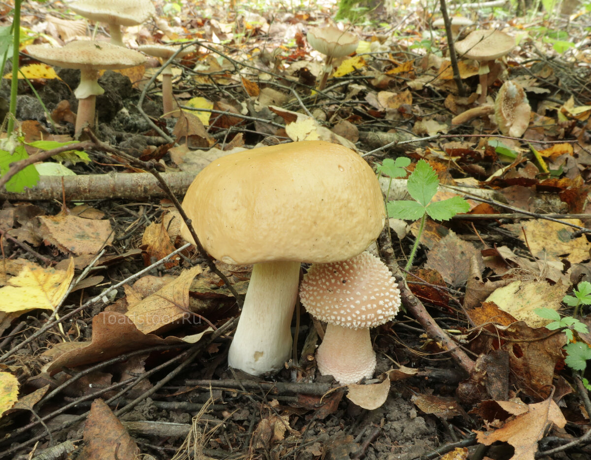 Мухомор не токсичен?! Результаты исследований