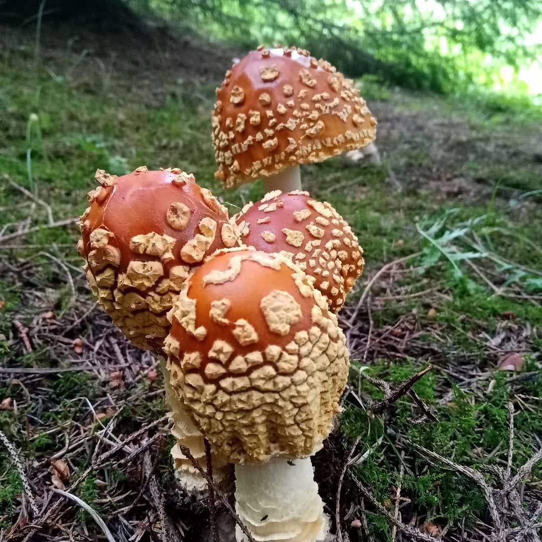 Королевский мухомор