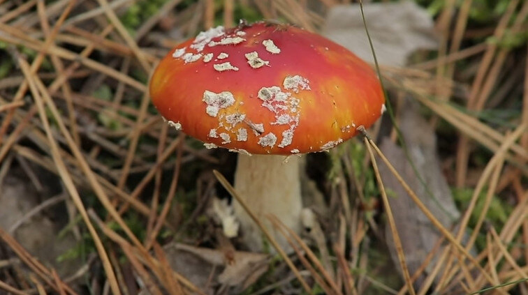Мухоморы: съедобные и ядовитые, около 600 видов мухоморов по всему миру