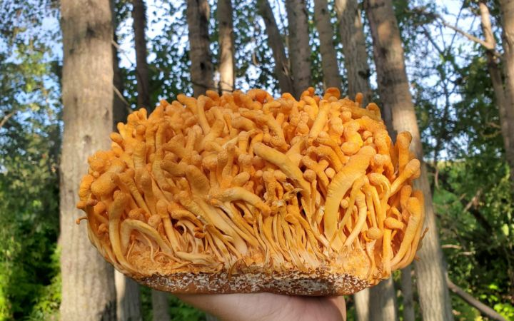 Кордицепс милитарис (Cordyceps militaris)
