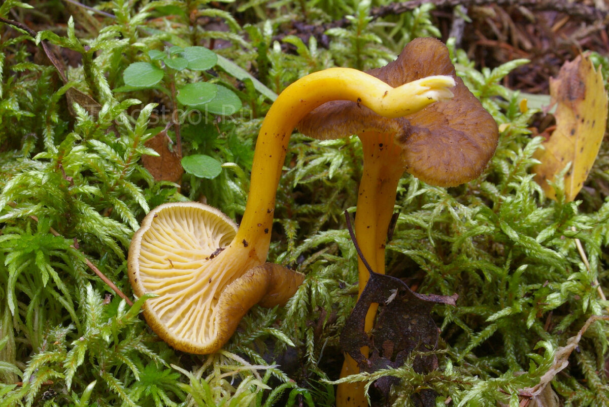 Лисички – не только вкусно, но и полезно!