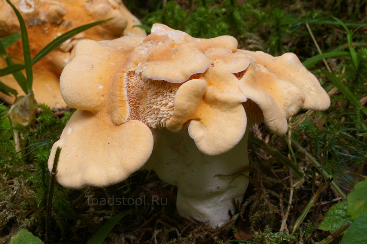 Зерномицелий ежовика гребенчатого