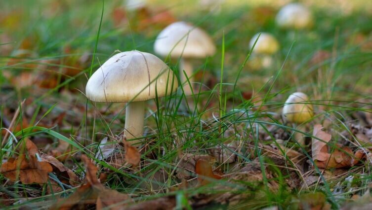 Один белый, другой серый - два лица одного рода Копринус