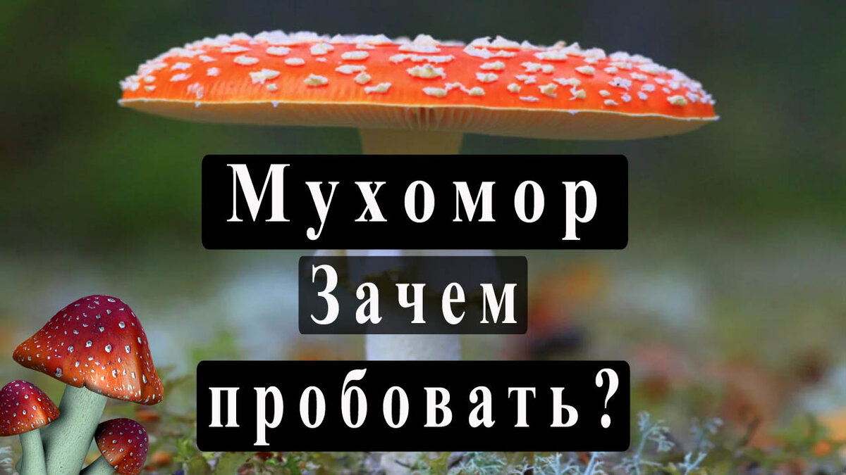 Мухомр Зачем попробовать?