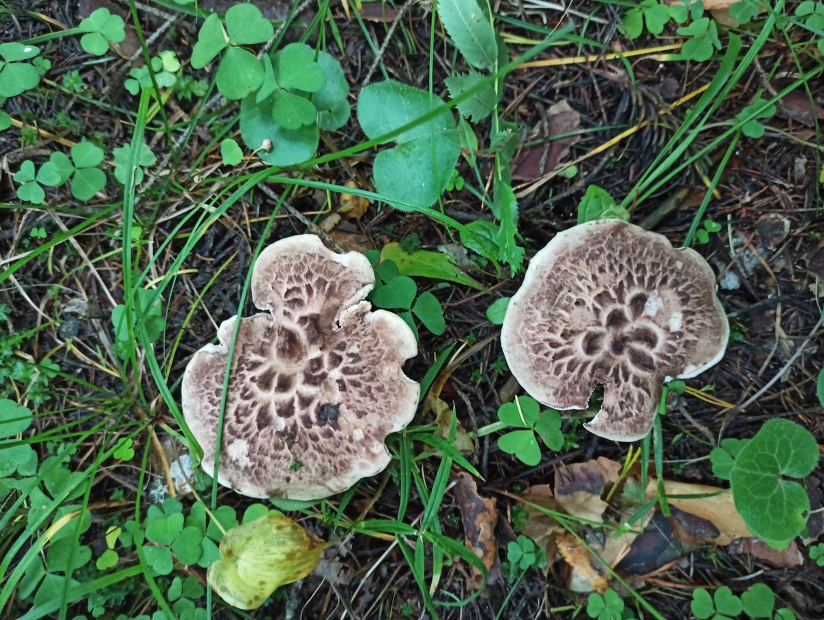 Съедобный или ядовитый гриб? Особенности грибной культуры в разных странах