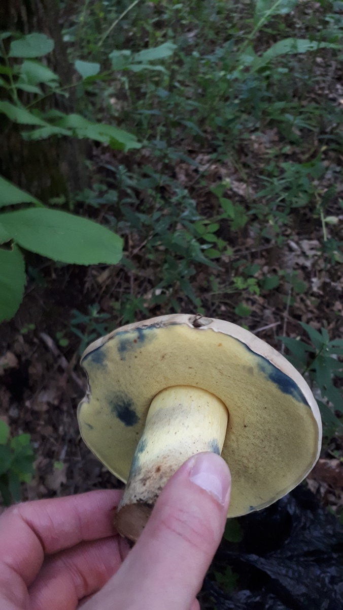 Самые распространенные грибы в мире – самые невкусные?