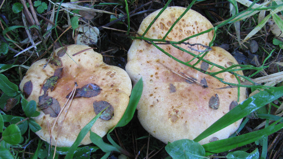 Съедобный или ядовитый гриб? Особенности грибной культуры в разных странах