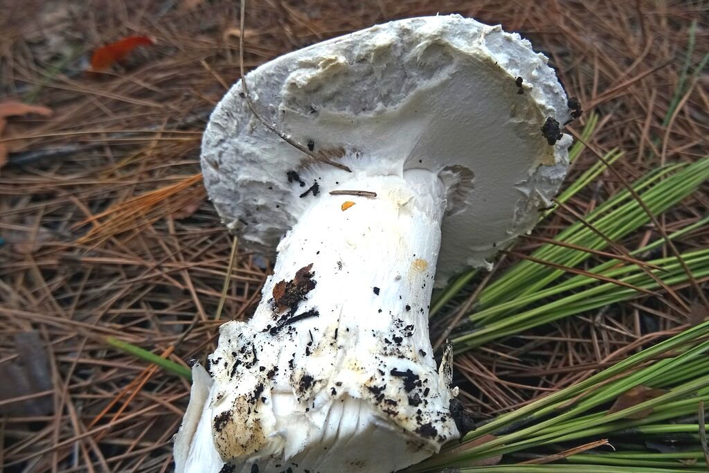 Где найти Красный Мухомор  Amanita Muscaria 