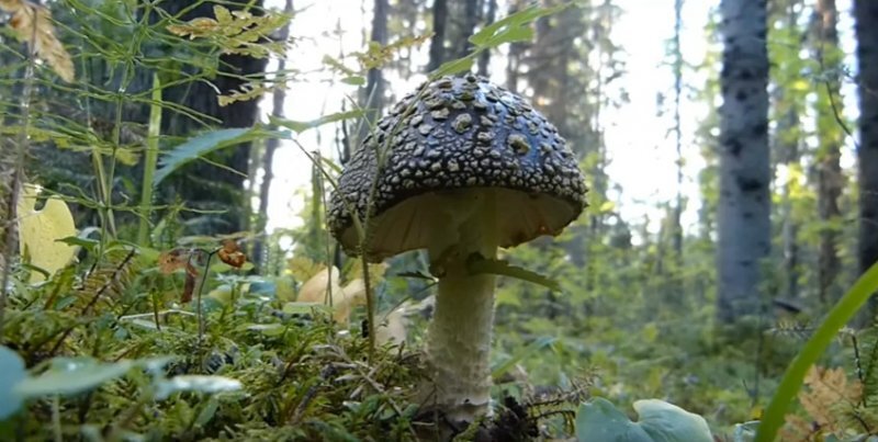 Мухомор королевский  Amanita regalis : фото, описание, свойства