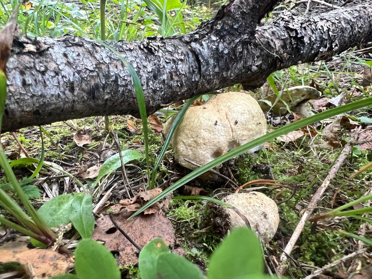 Готовим гриб майтаке