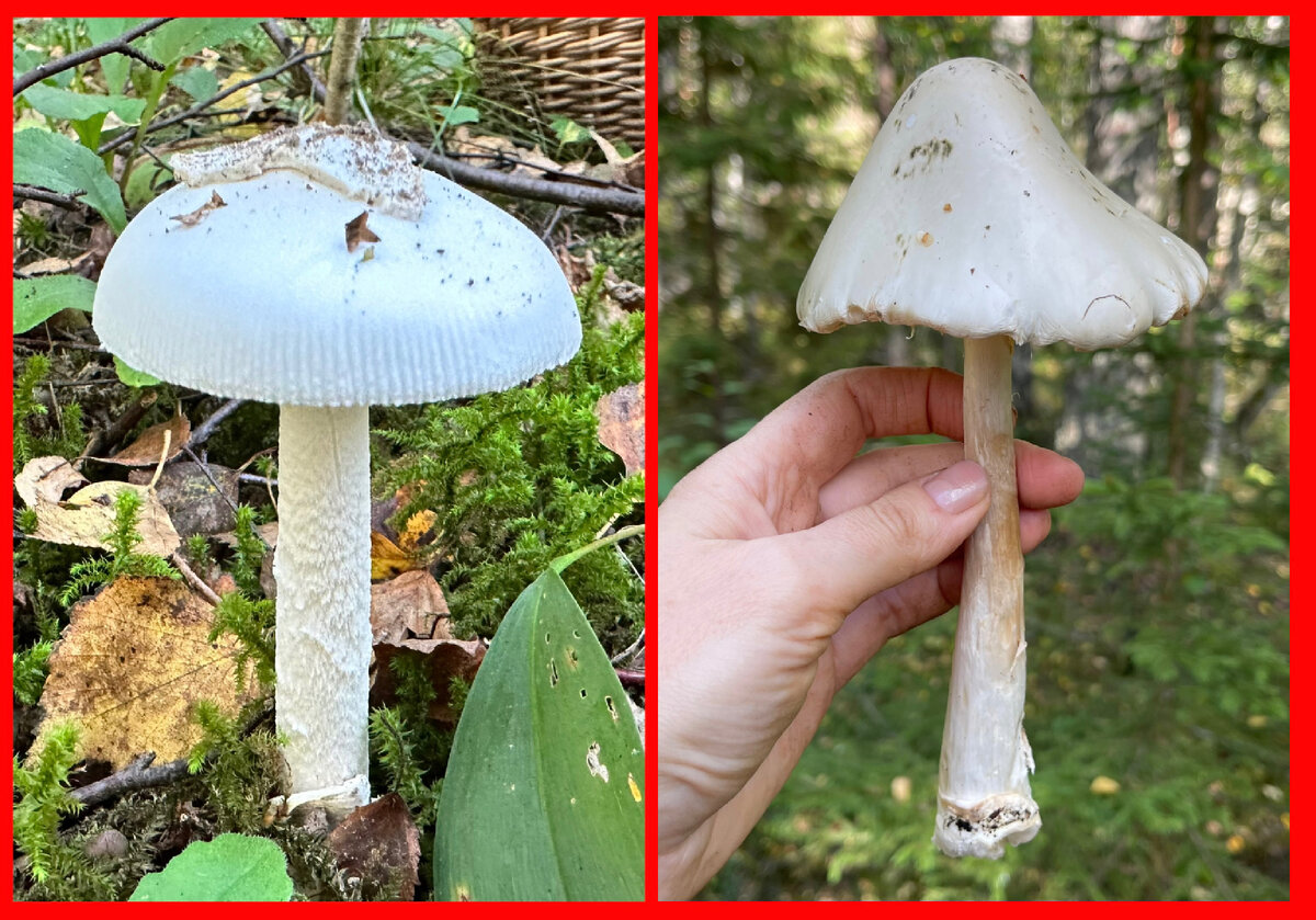 Различные стадии развития красного мухомора - Amanita Muscaria