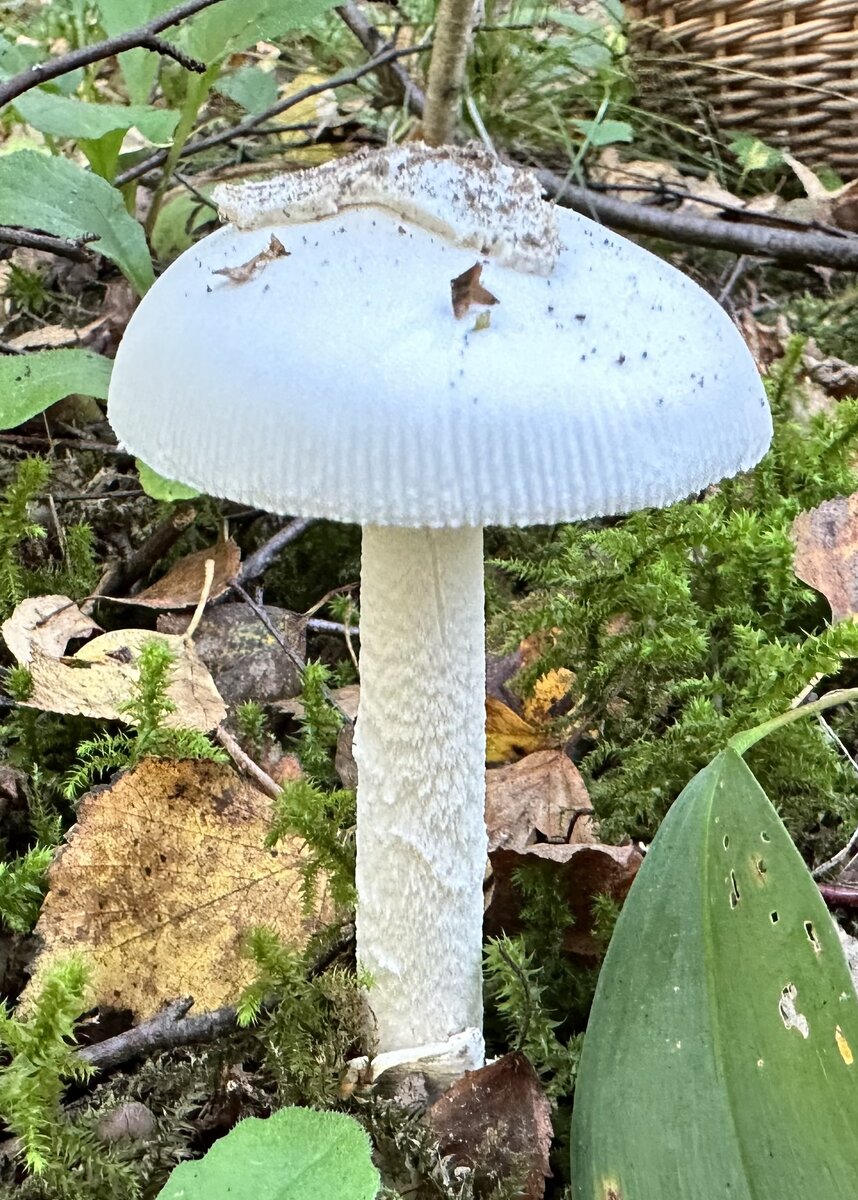 Различные стадии развития красного мухомора - Amanita Muscaria